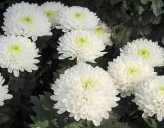 Witte chrysant
